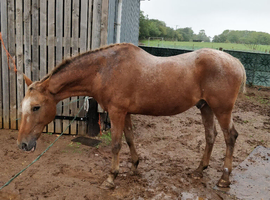 Appaloosa cross