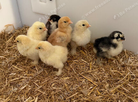 Pekin chicks
