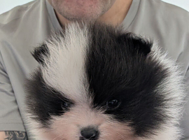 Kc registered Pomeranian Puppies
