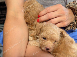 1 beautiful male puppie