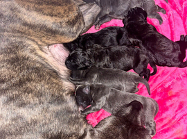 4 female cane corso cross puppies left