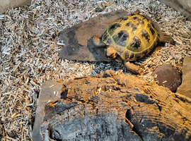 Female Horsefield Tortoise