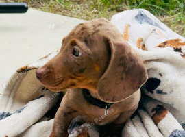 Miniature dachshund