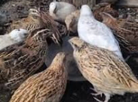 Male coturnix quail 12 weeks old