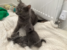 5 weeks old ready for deposit rare breed Russian blue Scottish fold mix beautiful stunning litter