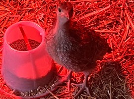 Norfolk Bronze 11 Poults