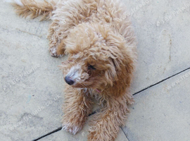 Female cockapoo