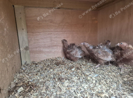 Male quail