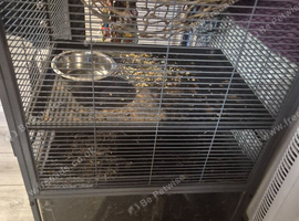 2 Rat needing a new home