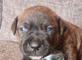 *** ALL RESERVED*** BEAUTIFUL STAFFIE PUPPIES &ndash; 5 AVAILABLE