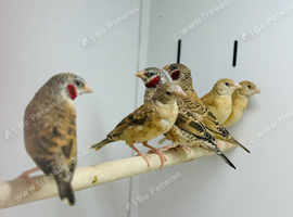 Cut throat finch