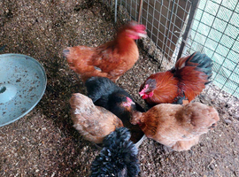 Autralaup x 10 month old hens laying