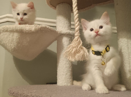 *2 left* Flame Point Ragdoll Kittens for sale