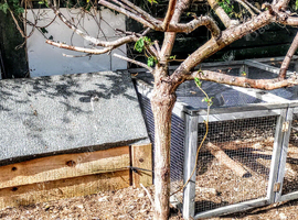 Offering a rescue place for guinea pigs