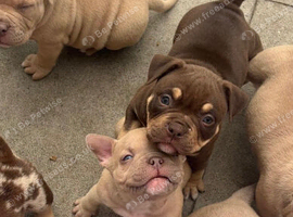 Pocket bully pups