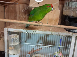 Kakariki