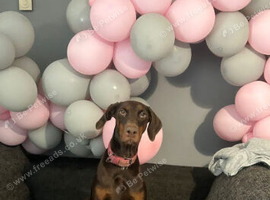 Dobbaman puppies