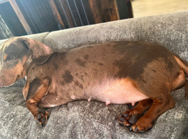 Miniature Dachshund