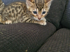 Bengal kittens