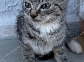 8 weeks old Maine coon x British short hair