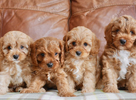 Stunning Health Tested F1 Toy Cavapoo Puppies