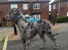 Cane Corso mix Stud