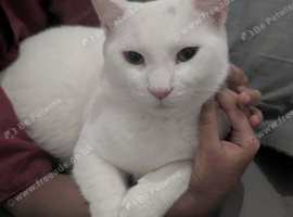 2 Cats