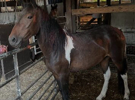 3 year old part bred new forest filly