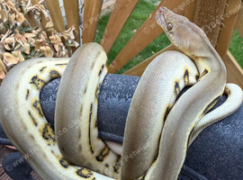 Reticulated python babies