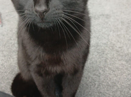 Beautiful black cat