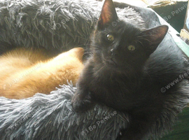 Countryside kittens very cute looking for forever homes