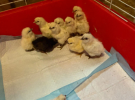 Silkie chicks