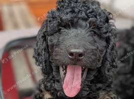 Rottweiler /  Rottidoodle