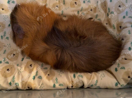 Guinepigs and cage