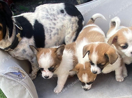 Pomeranian cross jack Russell pups