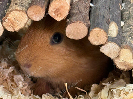 Twin boy guinea pigs for sale