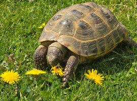 Looking to rehome a horsfield tortoise