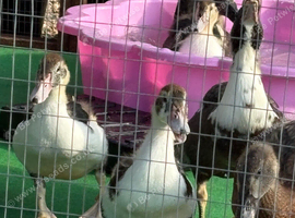 Runners Muscovy ducks forsale 10wks old