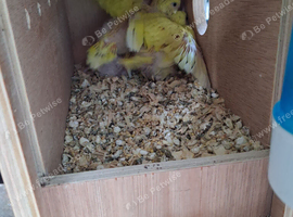 Budgie