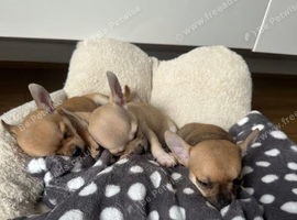 Beautifu puppies looking for their loving forever homes