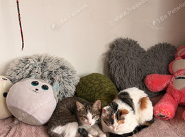 Female kitten for sale