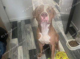 Staffy cross