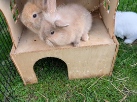 Mini lop X Netherland dwarf bunnies