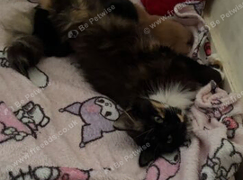 3 beautiful kittens looking for homes