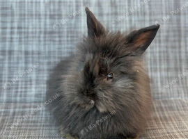 Boy Angora and Girl Lionhead /minilionlop mixed breed