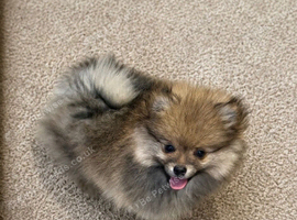 Pomeranian puppy