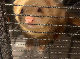 Ferret Hob and cage