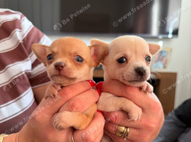 CHIHUAHUA PUPPIES