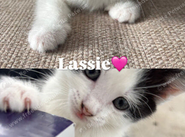 5 beautiful kittens looking for the forever home