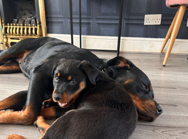 Rottweiler puppies for sale Ready to go now